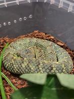 1.0 atheris squamigera CB24, Slang, 0 tot 2 jaar
