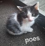 Kittens te koop, Dieren en Toebehoren, Katten en Kittens | Overige Katten, Meerdere dieren, Kortharig, 0 tot 2 jaar