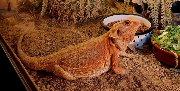 Mooie rode vrouwelijke Leatherback baardagaam