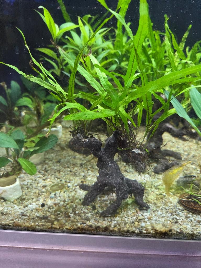 bonsai steen met meerdere planten, Overige typen, Zoetwatervis