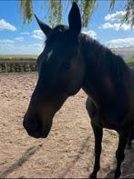 Bruikleen paard/pony gezocht, Ophalen of Verzenden, Vee
