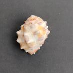 Schelpen - Mancinella alouina, Ophalen of Verzenden, Schelp(en)