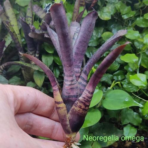 Spectaculaire Bromelia's, super sterke terrariumplanten, Dieren en Toebehoren, Reptielen en Amfibieën | Toebehoren, Nieuw, Ophalen of Verzenden