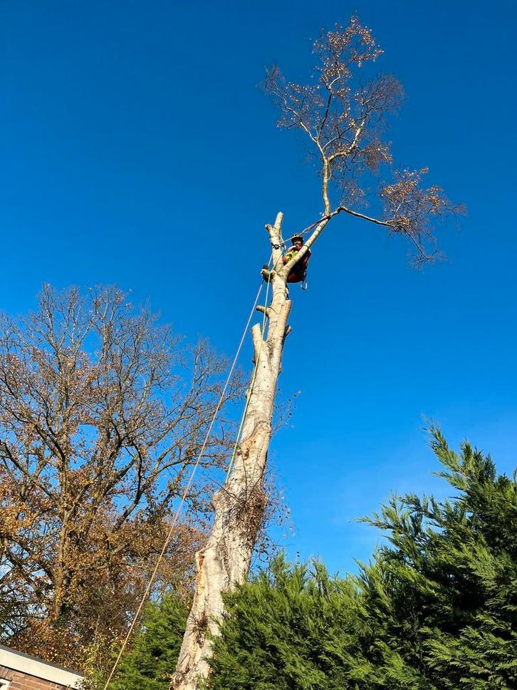 Bomen klimmend afbreken kappen, Tuin en Terras, Haardhout, Minder dan 3 m³, Ophalen