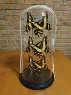 Glazen Stolp Met 6 Papilio Thoas Vlinders Taxidermie, Ophalen, Zo goed als nieuw
