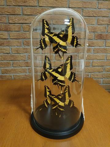 Glazen Stolp Met 6 Papilio Thoas Vlinders Taxidermie beschikbaar voor biedingen