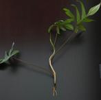 Stek Philodendron pedatum, Ophalen, Overige soorten, Minder dan 100 cm