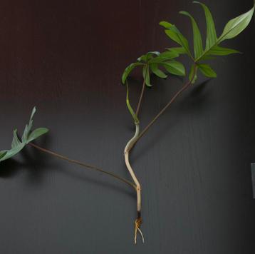 Stek Philodendron pedatum beschikbaar voor biedingen
