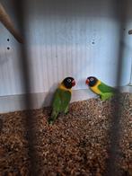 Agapornis personata koppel, Dieren en Toebehoren, Meerdere dieren, Dwergpapegaai of Agapornis, Geringd