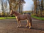 B pony merrie 5 jaar, Dieren en Toebehoren, Pony's, Merrie, Recreatiepony