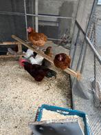 Red island haan met 1 hen br2024, Meerdere dieren, Kip