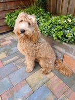 Labradoodle multigen dekreu, Reu, 1 tot 2 jaar, Eén hond, Nederland