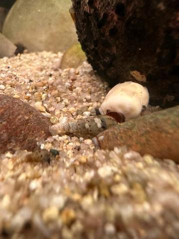 Torenslakken beschikbaar voor biedingen