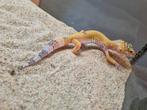 Luipaard gekko #5, Dieren en Toebehoren, Hagedis, 0 tot 2 jaar