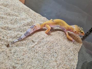 Luipaard gekko #5 beschikbaar voor biedingen