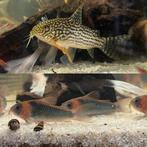 ✨ Prachtige Corydoras te koop! 🐟, Vis