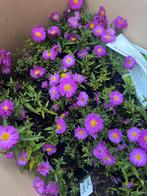 25x Aster Jenny - Prachtige Vaste Planten!, Volle zon, Vaste plant, Herfst, Ophalen