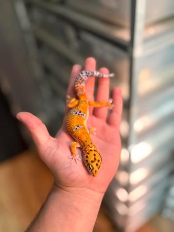 1.0 luipaardgekko beschikbaar voor biedingen