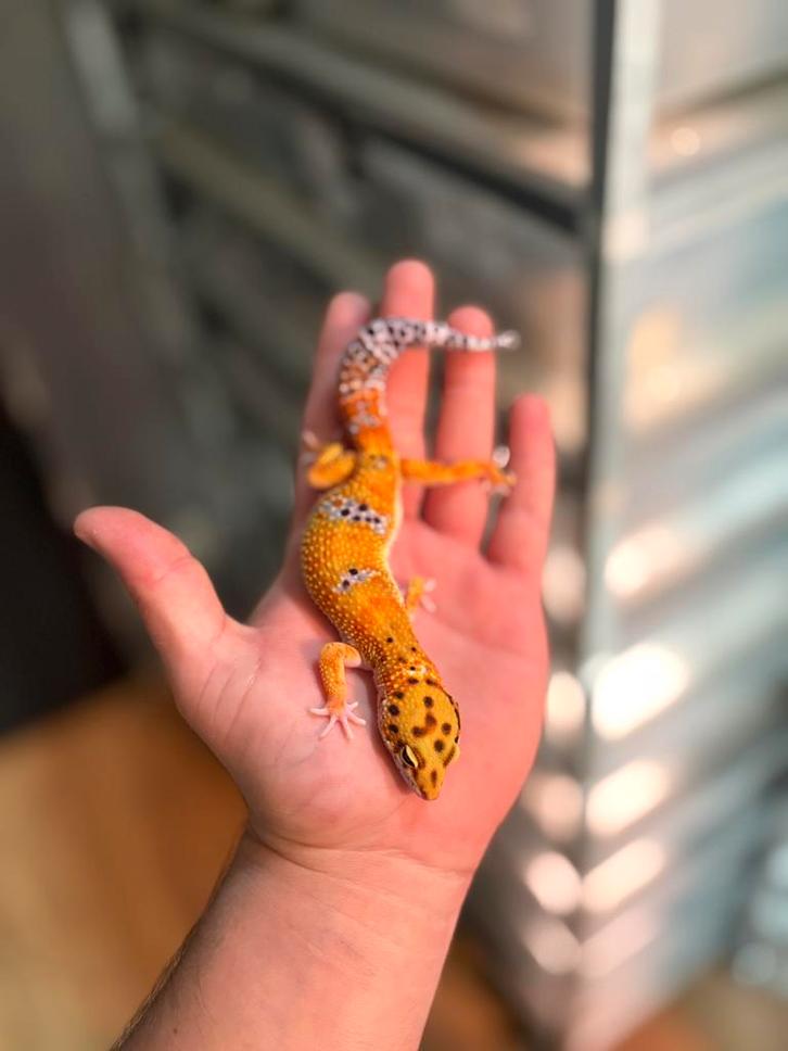 1.0 luipaardgekko, Dieren en Toebehoren, Reptielen en Amfibieën, Hagedis, 0 tot 2 jaar