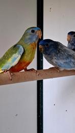 Splendid, Dieren en Toebehoren, Vogels | Parkieten en Papegaaien, Mannelijk, Parkiet
