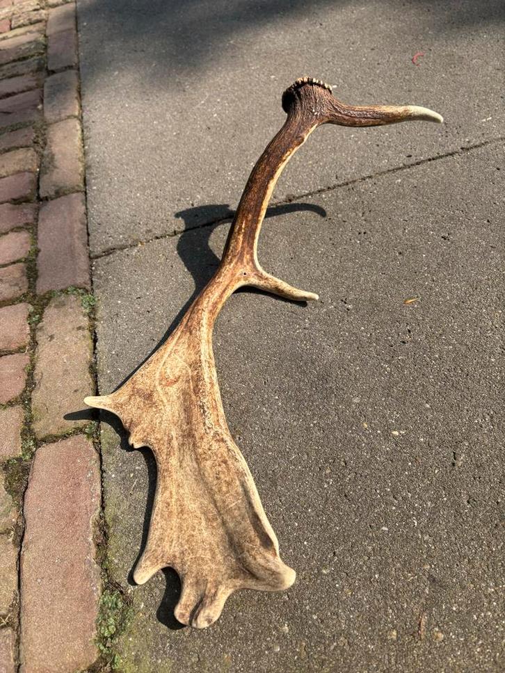 Damhert Gewei - Enkele Stang, Verzamelen, Dierenverzamelingen, Ophalen of Verzenden