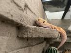 **Luipaardgekko met terrarium en toebehoren, Dieren en Toebehoren, Hagedis, Met terrarium