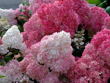 Hydrangea paniculata Sundae fraise pluimhortensia schapenkop beschikbaar voor biedingen