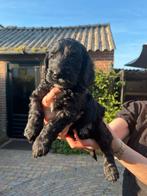 Cockapoo pups, Dieren en Toebehoren, Honden | Teckels en Dashonden, Standaard, Rabiës (hondsdolheid), 1 tot 2 jaar, Teef