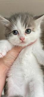Britse langhaar kittens, Meerdere dieren, Ontwormd