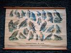 Dagroofvogels en uilen schoolplaat W.J. Thieme & Cie, Antiek en Kunst, Ophalen, Natuur en Biologie