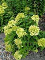 Hortensia limelight, Ophalen, Hortensia, Minder dan 100 cm
