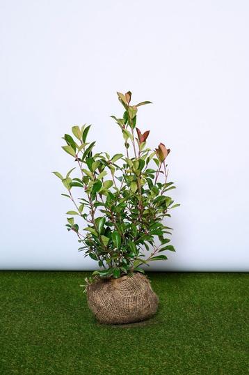 Photinia Fraseri Red Robin 🍁🌿 groenblijvende haagplant🍁🌿 beschikbaar voor biedingen