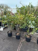 Phothunia red robin potgekweekt super voor haag hoog 110/120, Volle zon, Vaste plant, Zomer, Ophalen