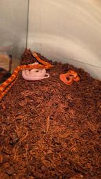 3 rattenslangen, Dieren en Toebehoren, Reptielen en Amfibieën, Slang, Tam, 0 tot 2 jaar