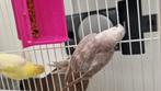 Roodrugparkiet babys, Dieren en Toebehoren, Meerdere dieren, Parkiet