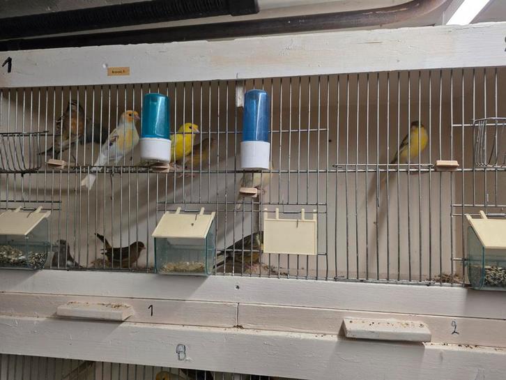 Kanaries, Dieren en Toebehoren, Vogels | Kanaries, Meerdere dieren