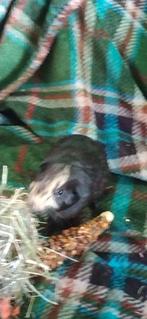 Cavia, Cavia, Mannelijk, Juli, Tam