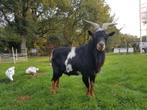 Te huur prachtige dekbok, bok, dwergbok, bokje, dekbokje, Dieren en Toebehoren, Schapen, Geiten en Varkens, Mannelijk, Geit