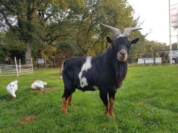 Te huur prachtige dekbok, bok, dwergbok, bokje, dekbokje beschikbaar voor biedingen