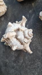 18 schelpen, Ophalen of Verzenden, Zo goed als nieuw