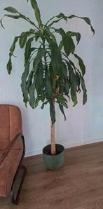 Kamerplant groot, Ophalen, Halfschaduw, Minder dan 100 cm