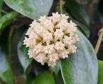 Hoya pottsii, Huis en Inrichting, Kamerplanten, Ophalen of Verzenden, Halfschaduw, Minder dan 100 cm