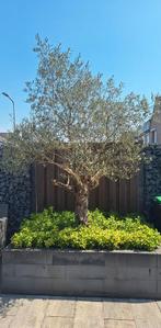 olijfboom, Tuin en Terras, Planten | Bomen, Ophalen, Volle zon, Olijfboom, 100 tot 250 cm