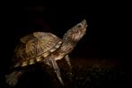 Waterschildpadden, Dieren en Toebehoren, Reptielen en Amfibieën, 0 tot 2 jaar, Schildpad, Met terrarium