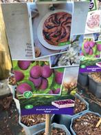 Fruitbomen !! Actie 3 voor 50, Ophalen of Verzenden, Lente