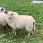 Drent x texelaar ooi van 25, Dieren en Toebehoren, Vrouwelijk, Schaap