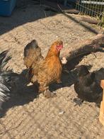 Zijdehoen hen, Dieren en Toebehoren, Pluimvee, Vrouwelijk, Kip
