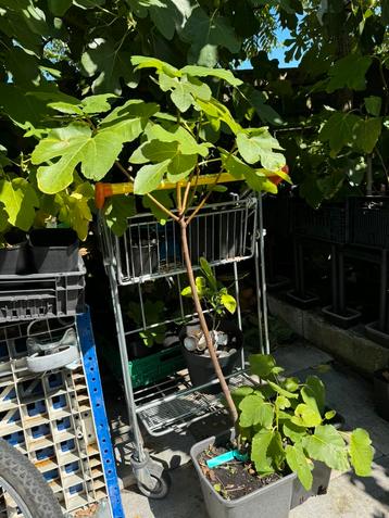 Vijgenboom Verdino uit italie 1,5 meter 2 jaar oud beschikbaar voor biedingen