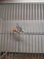 Diamant duiven, Dieren en Toebehoren, Vogels | Overige Vogels, Meerdere dieren, Tam