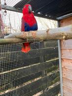 Edelpapegaaien, Mannelijk, Papegaai, Pratend